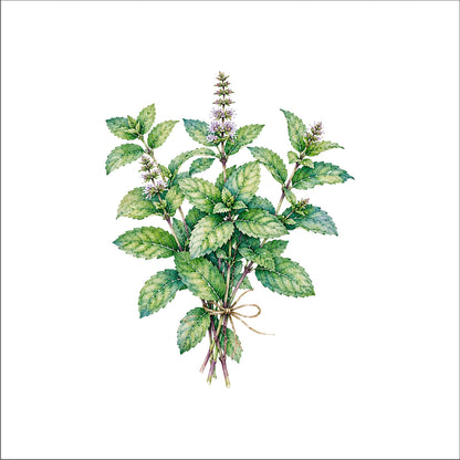 Bouquet de menthe