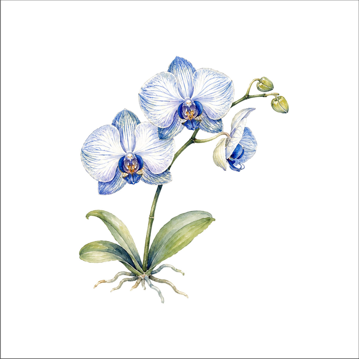 L'orchidée
