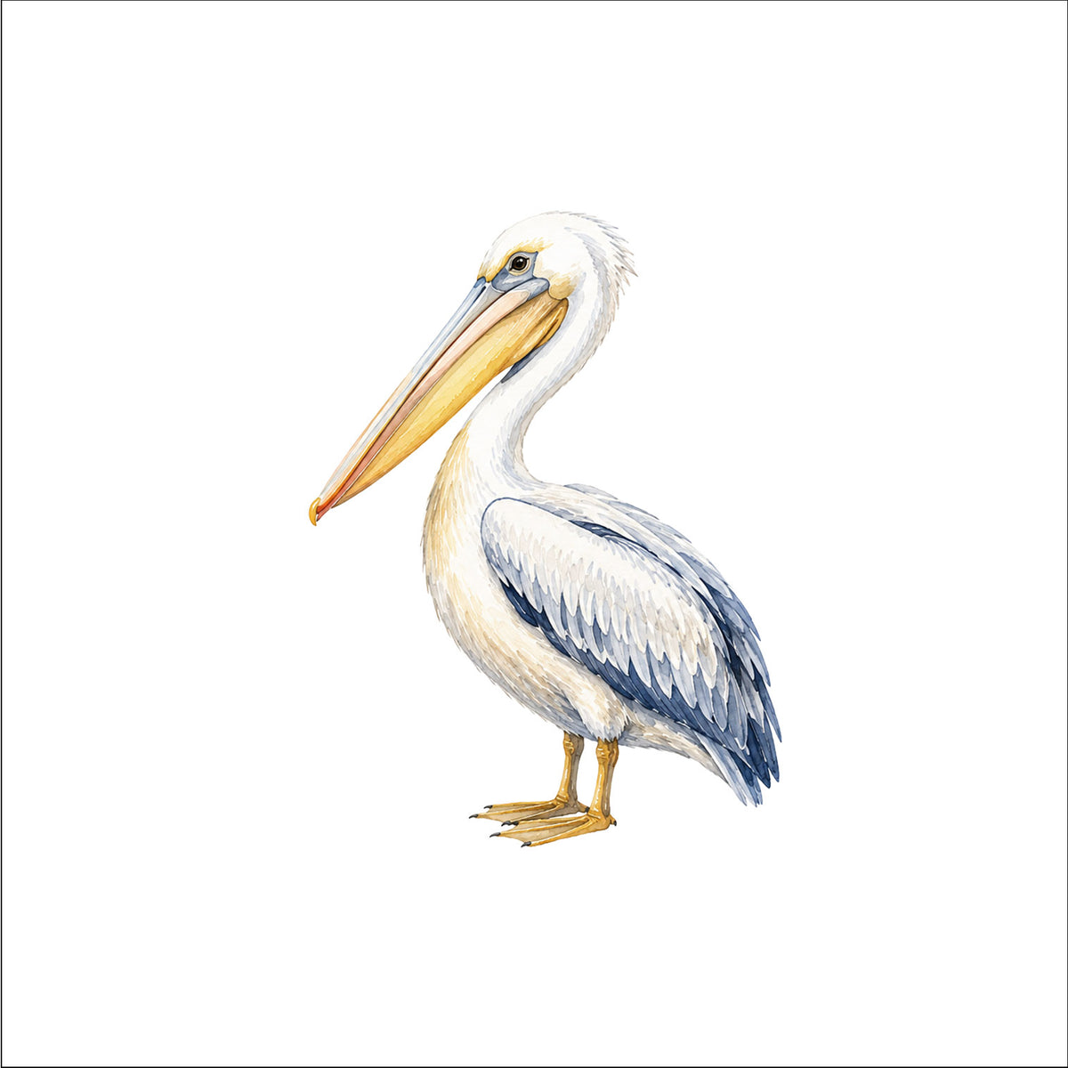 Le pélican de la cote