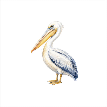 Le pélican de la cote