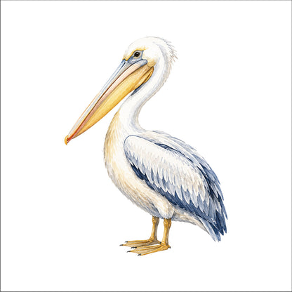 Le pélican de la cote